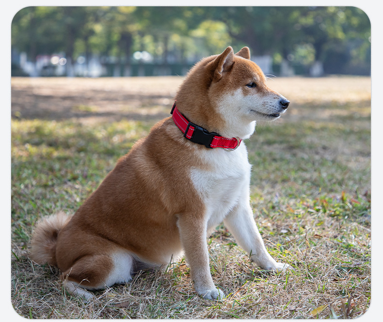 Reflective Dog Collar - Image 5